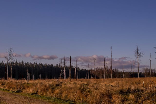 Stainburn Forest last Sunday morning, taken by Jeannette Wilson.
