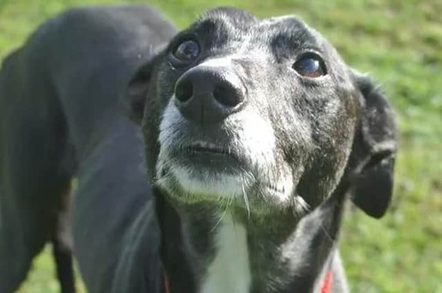 Pablo is looking for a calm and quieter home in the luxuries that he deserves
