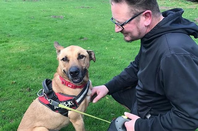 Mason is looking for someone who will take him on long walks and play ball with him for hours on end