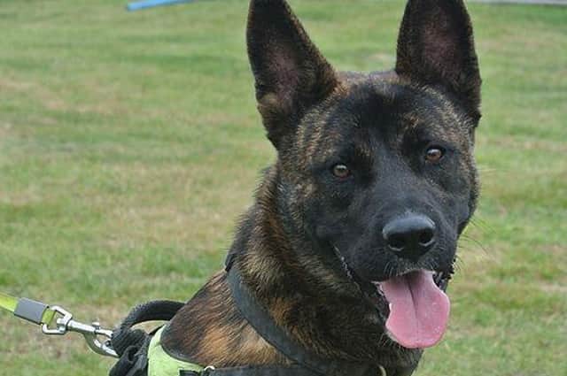 Franklin is looking for someone who will take him on long walks and treat him like a king