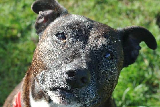 Lola is looking for someone who can give her lots of cuddles and treat her like a princess