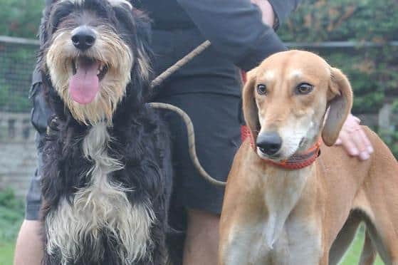Jakey and May love the outdoors and are looking for someone to take them on long walks in the Woodlands