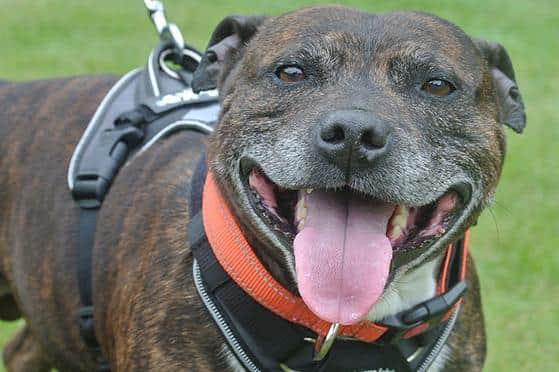 Buster is one of 24 very special rescue dogs in search of a new home - not just for Christmas, but for life