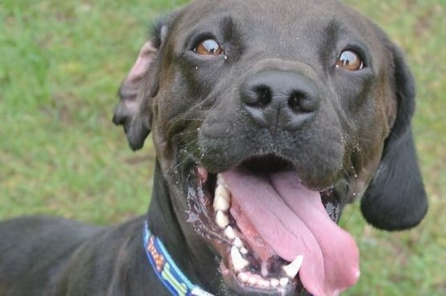 Flynn is one of 24 very special rescue dogs in search of a new home - not just for Christmas, but for life