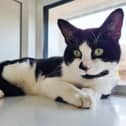 What you should do if you find a stray, feral or lost cat