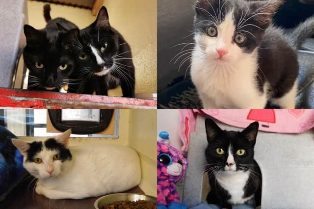 We take a look at 11 cats that are currently looking for their forever home at the RSPCA York, Harrogate and District branch
