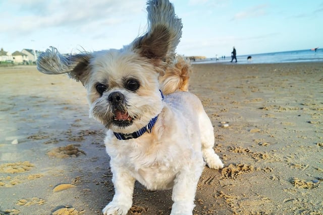Rio, the 10-year-old Shihtzu, is never too old for a play on the beach!
