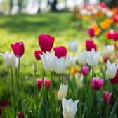 Plant tulips now for a burst of colour this spring