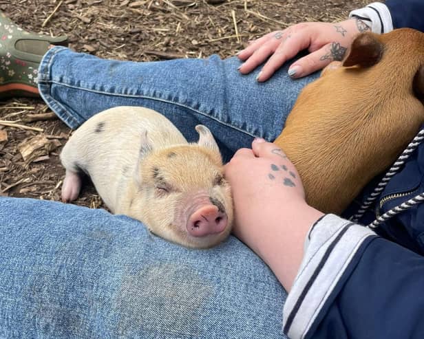 Miniature pigs can make amazing pets - Animal News Agency