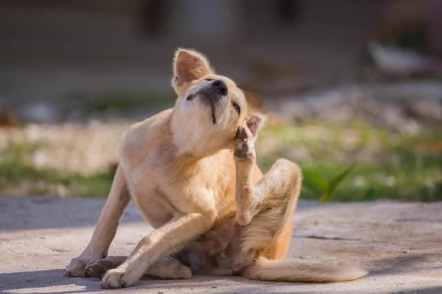 Scratching can be a sign of an allergy (photo: Adobe)