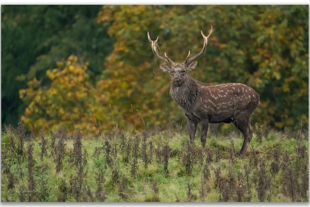 Pictured: A brighter Autumn day for this Stag who appeared to have noticed the photographer in the distance.