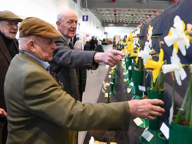The Daffodil Society judges casting an eye over the entries on the first day of the show