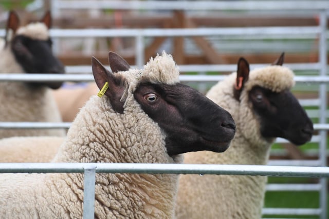 The sheep in their pens ready for judging at the show