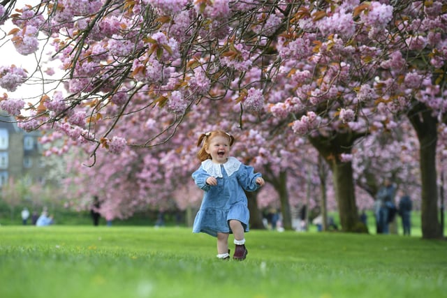 Orla Melling (aged one) playing amongst the cherry blossom on the Stray