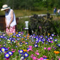Popular cosy crime the Thursday Murder Club takeover set to delight fans in RHS Harlow Carr in Harrogate