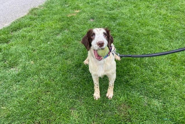 Archie is a three-year-old Springer Spaniel who was brought to the centre via inspectors after being found living in the most appalling conditions. Archie has grown up in a multi dog household and sadly has no experience of the outside world, so he is slowly being introduced to new situations and people. He will need understanding adopters who will give him the time, patience and love he needs to adjust to living in a family home. Archie is shy when meeting new people but is coming out of his shell daily. He is very affectionate when he gets to know you and really relies on his people to keep him safe.