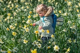 Maisie Schofield, aged 17 months of Leeds, admiring a host, of golden daffodils beneath the trees, in Temple Newsam, Leeds.