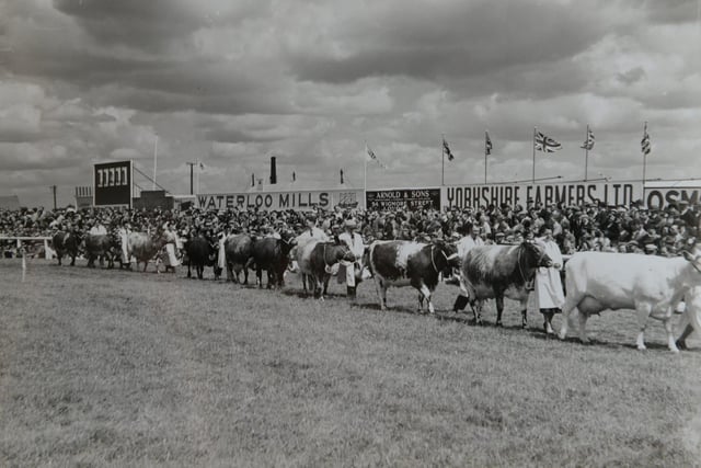The cattle parade at the Great Yorkshire Show in 1954