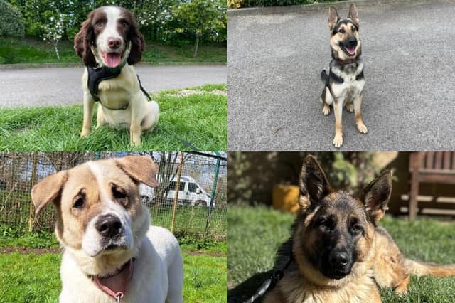 We take a look at 14 adorable dogs available for adoption and looking for their forever home at the RSPCA York, Harrogate and District branch