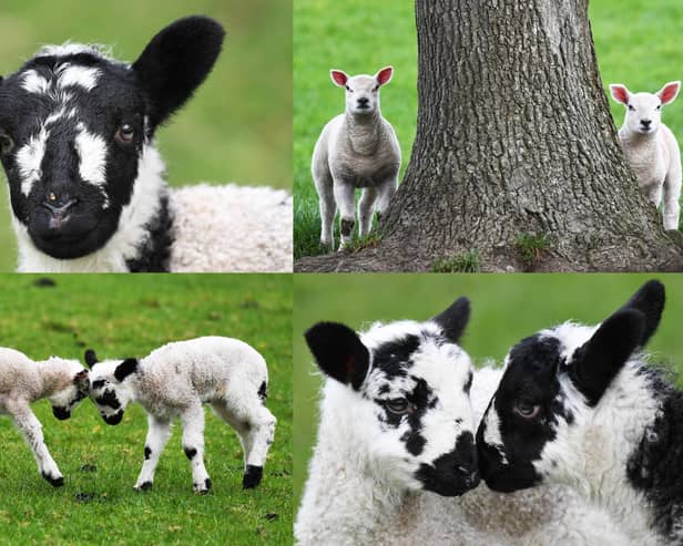 We take a look at 13 cute photos of the spring lambs enjoying the sun in Harrogate to brighten up your day