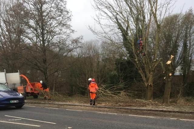 Workers preparing to fell trees off Skipton Road in Harrogate as part of Tesco's development of a new superstore. (Picture by Coun Monika Slater)