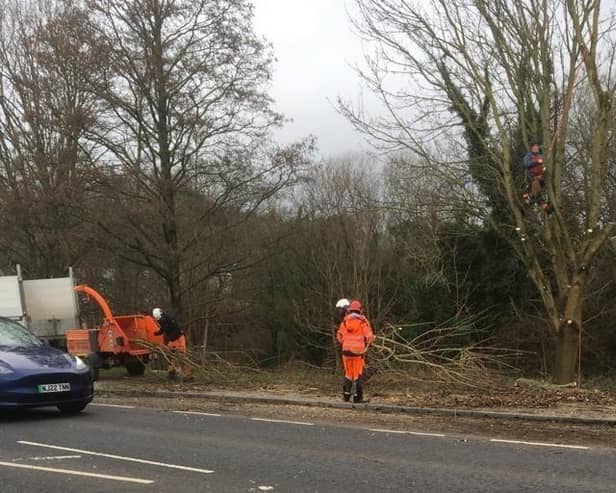 Workers preparing to fell trees off Skipton Road in Harrogate as part of Tesco's development of a new superstore. (Picture by Coun Monika Slater)