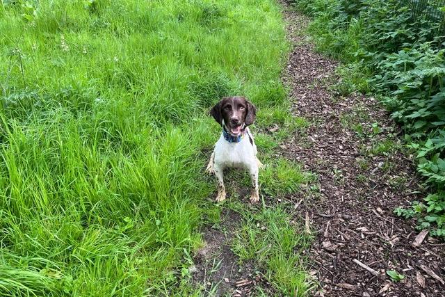 Kev is a 11-month-old Springer Spaniel who came to the centre via an inspector after being found living in the most appalling conditions. Kev has grown up in a multi-dog household and sadly had no experience of the outside world. Kev is coming on great but things must be taken slowly as to not overwhelm him as everything is a little bit scary at the moment. He will need understanding adopters who will give him the time, patience and love he needs to adjust to living in a family home.