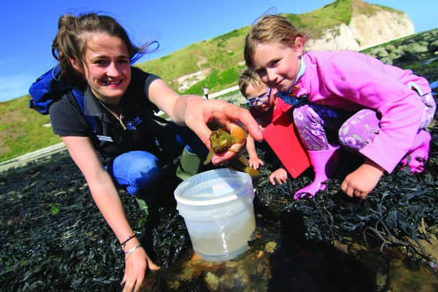 Pictured: A group explore life on the seashore Rockpooling at South Landing Beach in Flamborough.