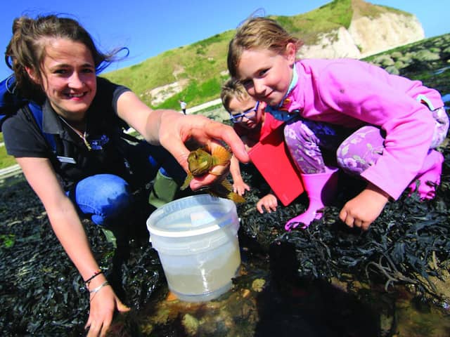 Pictured: A group explore life on the seashore Rockpooling at South Landing Beach in Flamborough.