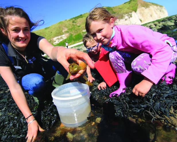 Pictured: A group explore life on the seashore Rockpooling at South Landing Beach in Flamborough.