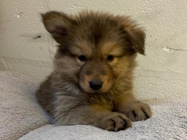 Gabby is a nine-week-old German Shepherd Cross who came to the centre via an inspector with her sisters after their needs were not getting met. Gabby is a lovely, cheeky, playful and friendly puppy who will grow up to be a large breed dog. She is looking for adopters who are at home most of the time while she is still so young.