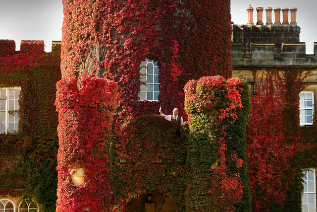Tony Sinfield the Concierge at Swinton Park Hotel, Masham, take a pictured of the Virginia Creeper ivy on walls of the hotel, which have changed to Autumn Colours.