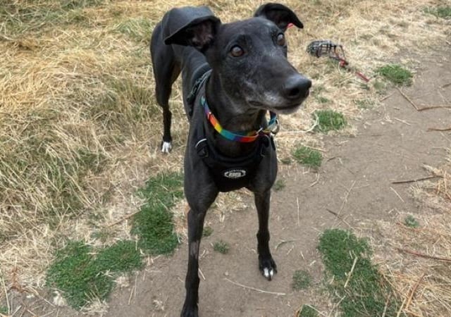 Dave is a five-year-old Greyhound who came to the centre after his racing days came to an end. Dave is a sweet and elegant ex-racing greyhound ready to trade the track for a cosy retirement. Whilst he  can run fast when he gets the zoomies, he is much better known as a professional 18-hour-a-day couch potato. He is gentle and affectionate and looking for a calm, patient family to show him what home life is all about. One of Dave's most favourite things in the world is sharing a sofa with his people getting lots of TLC.