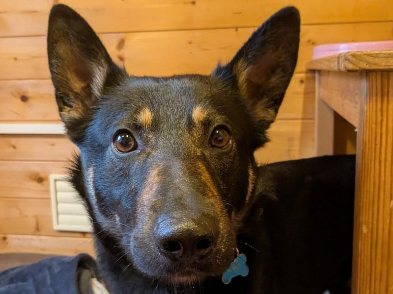 Scooby is a two-year-old German Shepherd Cross who is a sweet but nervous guy that came to the centre via the local stray dog service. Scooby is an extremely intelligent dog with a very active mind. He is very responsive to his handlers when they are getting him to engage when learning new things. Scooby is at his happiest when he has a job to do and he would be best suited to an equally active home where adopters will take him on exciting adventures. Scooby is an extremely affectionate, loving and loyal dog who will make the person lucky enough to adopt him the absolute best friend they could wish for.