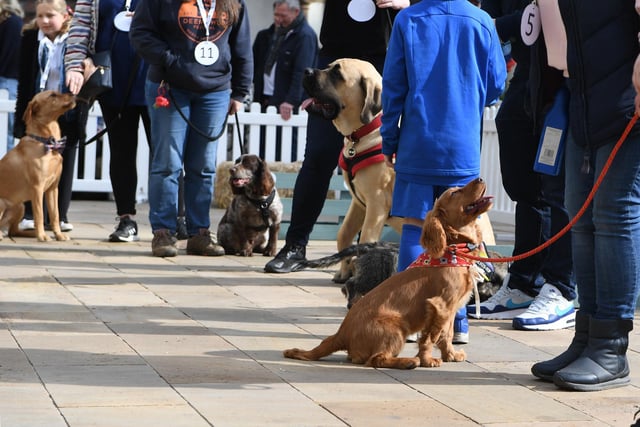 Pictured are dogs taking part in the Most Handsome Dog category.