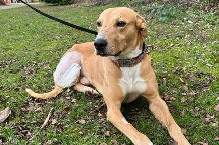 Barney is a two-year-old Lurcher who is a wonderful boy that came to the centre via the dog warden. Sadly Barney had an injured back leg which resulted in him having to have it amputated. Barney is an absolute gem of a dog and has taken all of this in his stride. He is a very brave boy who deserves the absolute best home. Barney has had a real tough time recently and all he wants is for someone to love him and for him to love back.