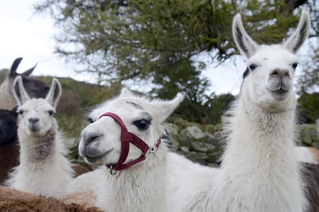 A unique interactive fun activity based on a family working farm in Nidderdale which offers llama trekking and llama/alpaca experiences in the beautiful countryside.
