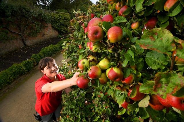 Gardener Liz Beaumont tends to the apple trees in the orchard at the Autumn Harvest at Beningbrough Hall, near York.