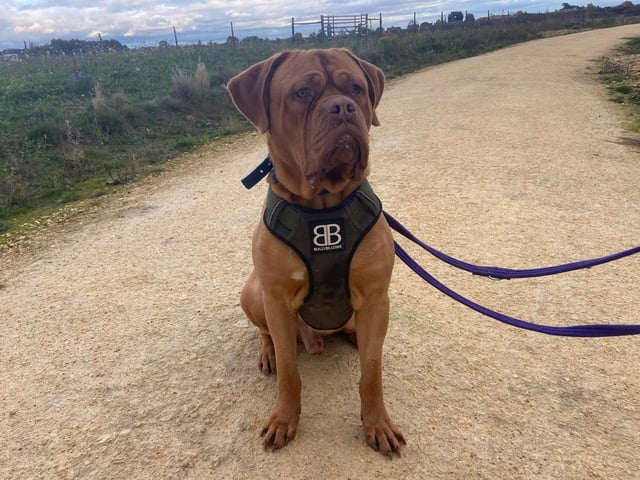 Kevin is a 14-month-old Dogue de Bordeaux who is a sweet but very shy boy that came to the centre via an inspector after being seized as part of a prosecution case. After lengthy legal proceedings, Kevin is now ready to find himself a loving new home. Kevin has had such a troubled start to life and this has left him very nervous of people he does not know and new surroundings. He has been having some training to help with this whilst at the centre and his adopters will need to continue with this to help him succeed with his transition into a new home. Once Kevin has built up a bond with his people, he really is a very sweet, friendly and truly marvellous dog.