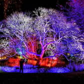The much-loved winter illuminations have returned to RHS Harlow Carr in Harrogate