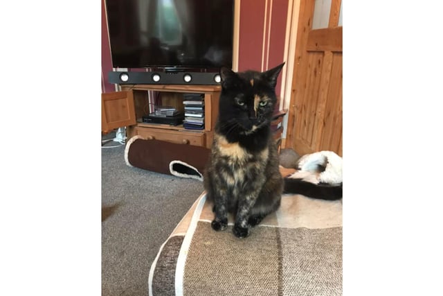 This tortoise shell cat has been found and is at Happy Hedgehogs and small animal rescue, Ramsgill, in Nidderdale. She is 11, neutered, and chipped,  and went missing in November 2023.