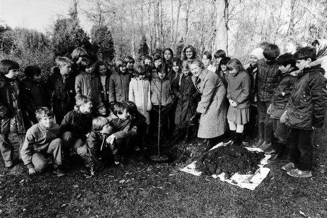 Pupils of Rossett Acre County Primary School planting a row of trees in Harlow Carr Gardens to mark National Tree Week in 1983