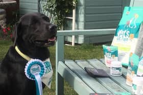 Top dog - Lovely black Labrador Pluto who has won an award with his owner Harrogate nurse Maria Cartwright.