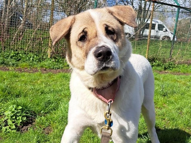 Ice is a six-year-old Akita Crossbreed who came to the centre with her three puppies. Ice is quite a lost soul and is desperate for some stability from a loving family. She would love a family that will love her unconditionally and show her how much fun there is to be had. Ice will need experienced owners who will help her overcome her insecurities.