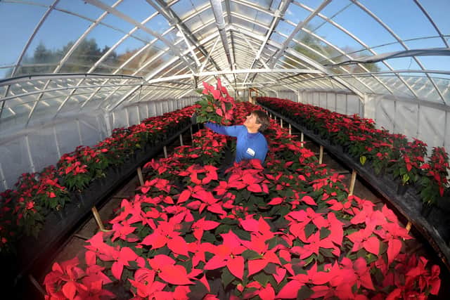 Harrogate Borough Council has decided to relocate its horticultural nursery from Harlow Hill.