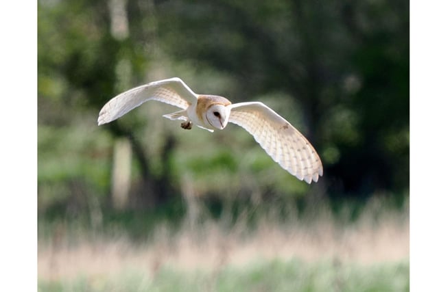 Pictured: A Barn Owl in full flight across the reserves wild flower meadow.