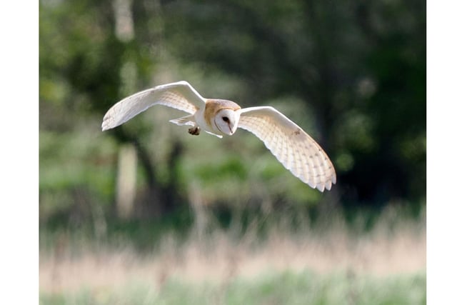Pictured: A Barn Owl in full flight across the reserves wild flower meadow.