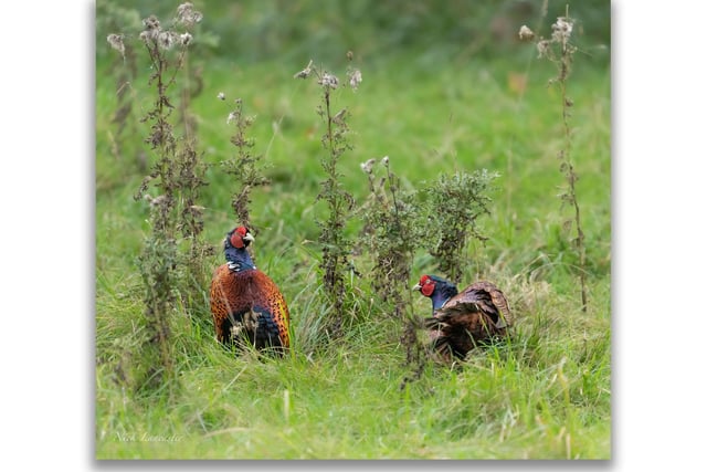 Pictured: Autumns game season is fully underway whilst these two male Red-Necked Common Pheasants appear to be enjoying a squabble.