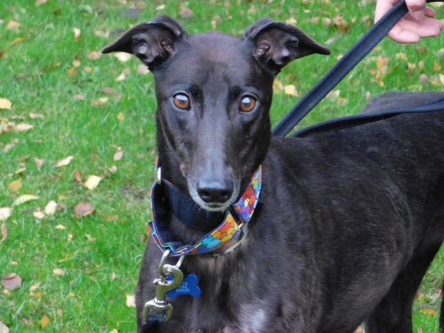 Dora is a four-year-old Greyhound who is a fantastic girl and loves nothing more than sitting with you and getting lots of cuddles. Dora is a happy active girl who is slowly getting used to a world outside of racing. She has so much making up to do for lost time with a special family who will give her all the TLC that she craves.