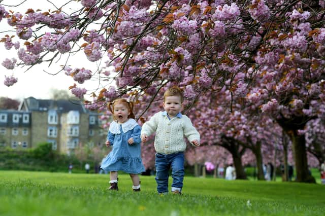 Ted Swales (aged one) and Orla Melling (aged one) playing amongst the cherry blossom on the Stray
